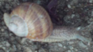 Weinbergschnecke